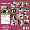Boston Terrier Calendar